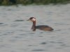 Red-necked Grebe at Paglesham Lagoon (Steve Arlow) (29662 bytes) Red-necked Grebe at Paglesham Lagoon (Steve Arlow) (29662 bytes)